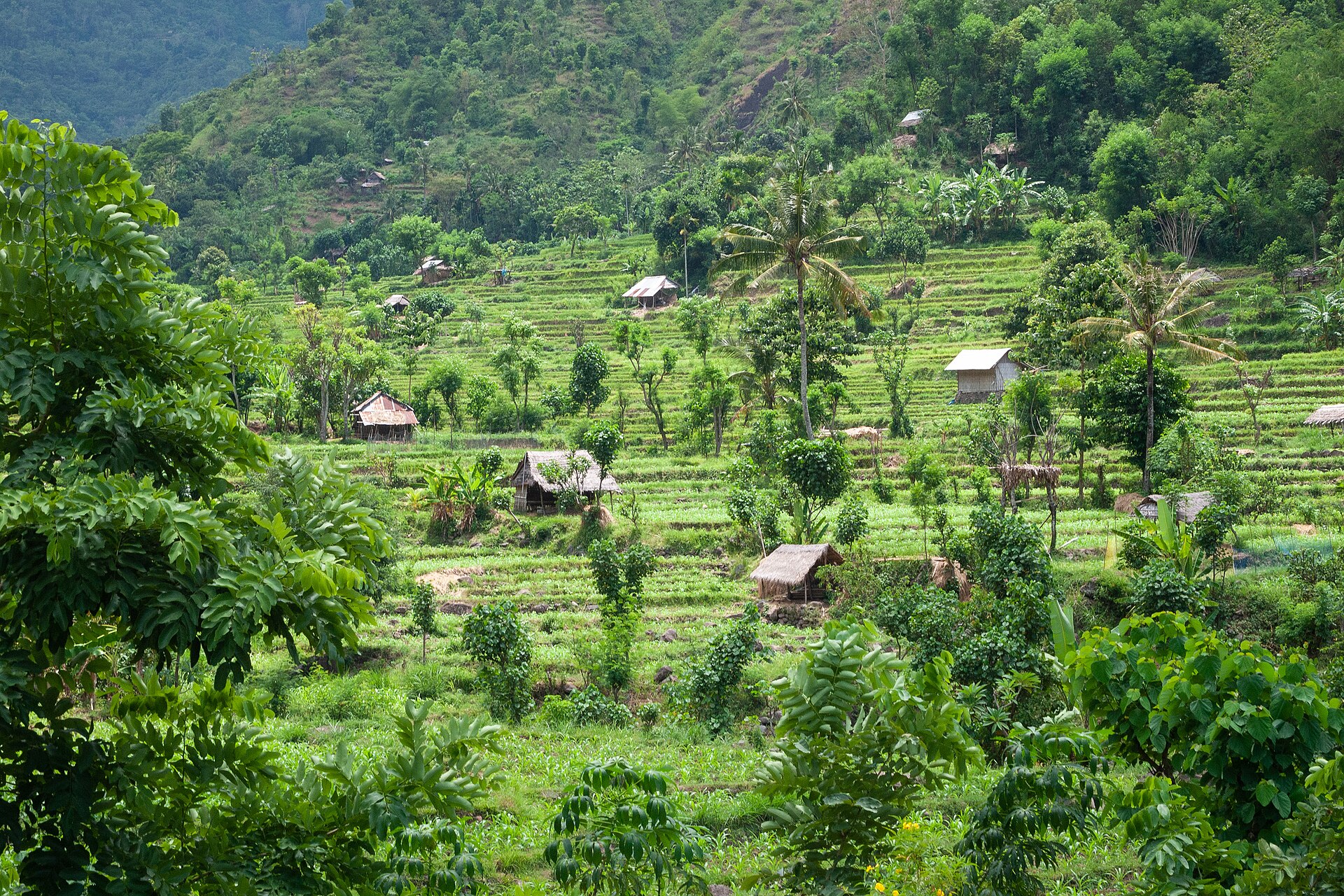 Rice terraces, East Bali